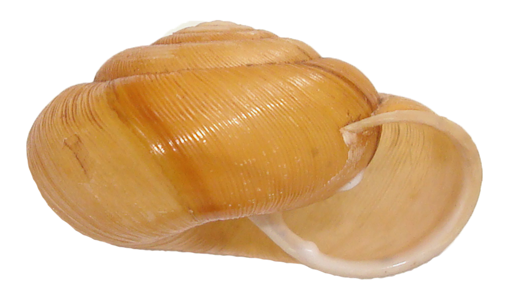 VA_LandSnails